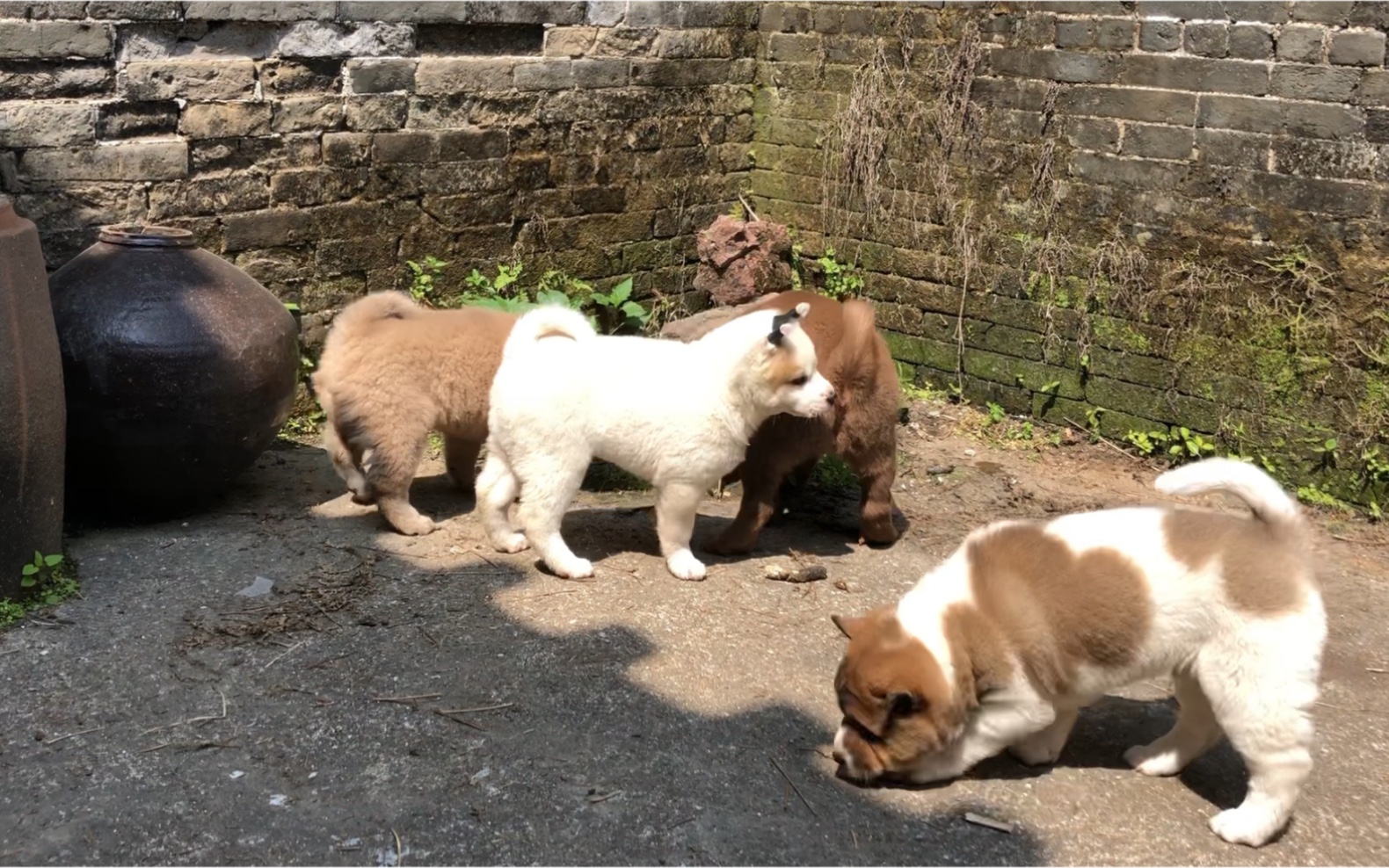 黄白花猎犬品种图片图片