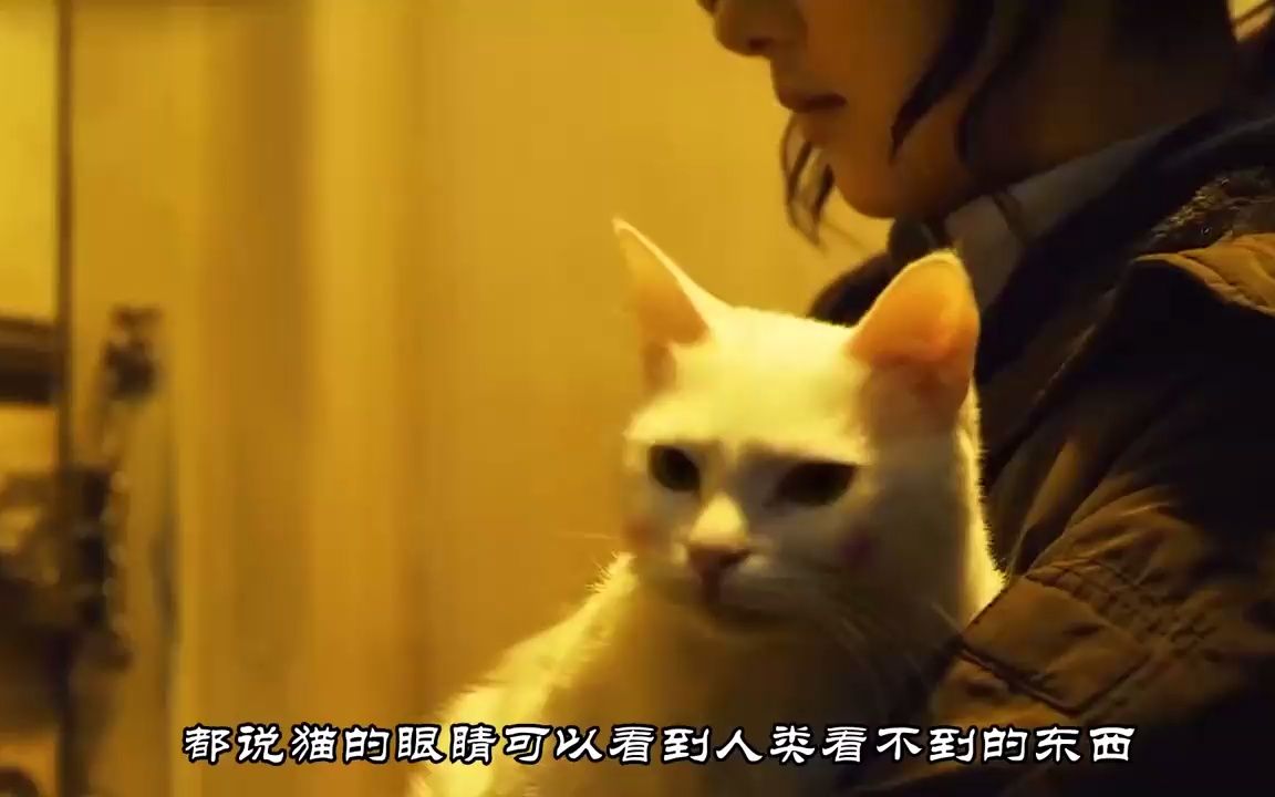 [图]如果猫咪出现这个表情，那一定看到了，你看不到的东西！