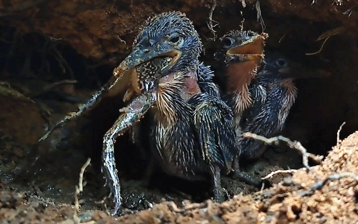 翠鸟育雏:鸟妈给幼鸟捕来一只大牛蛙