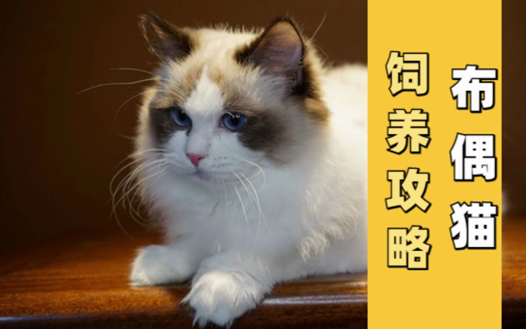 布偶猫饲养攻略,赶紧学习一下!!!哔哩哔哩bilibili