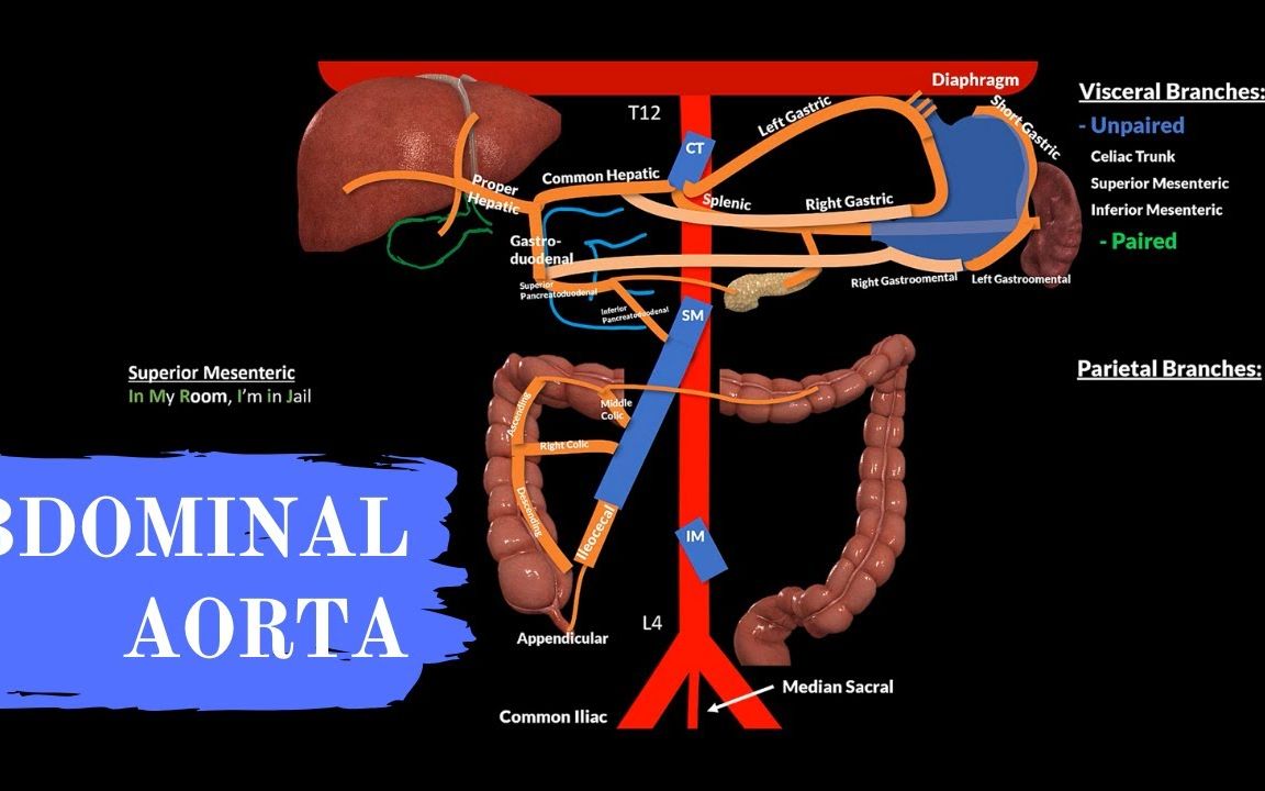 人体解剖学  腹主动脉(分支+助记)| 双语字幕 | 医学英语哔哩哔哩bilibili