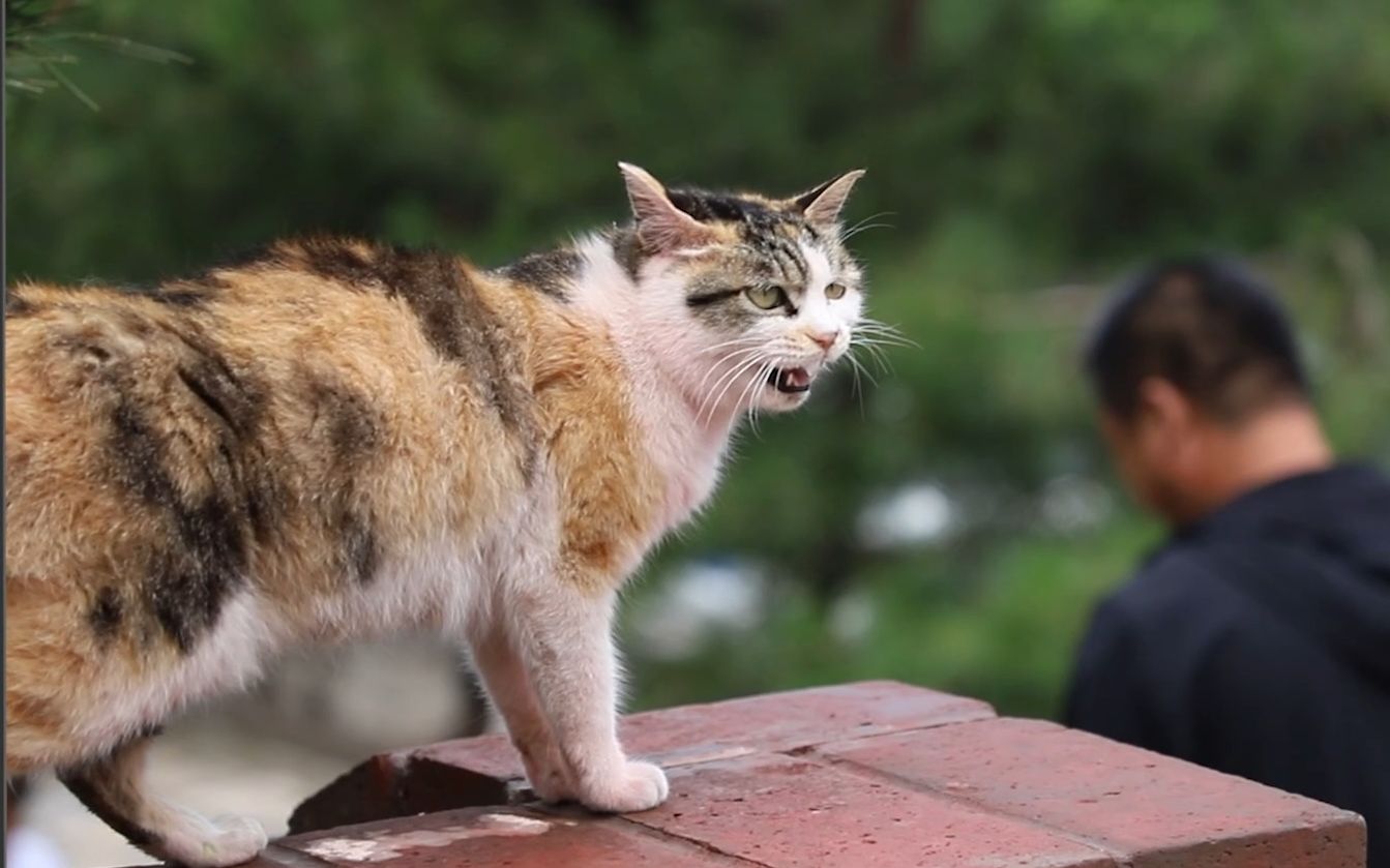 论五台山的3种打开方式/五台山的猫猫也有佛性嘛