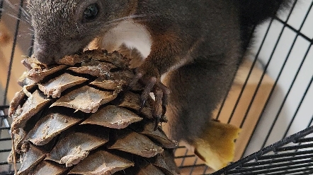 魔王松鼠吃松塔1--开啃松塔皮