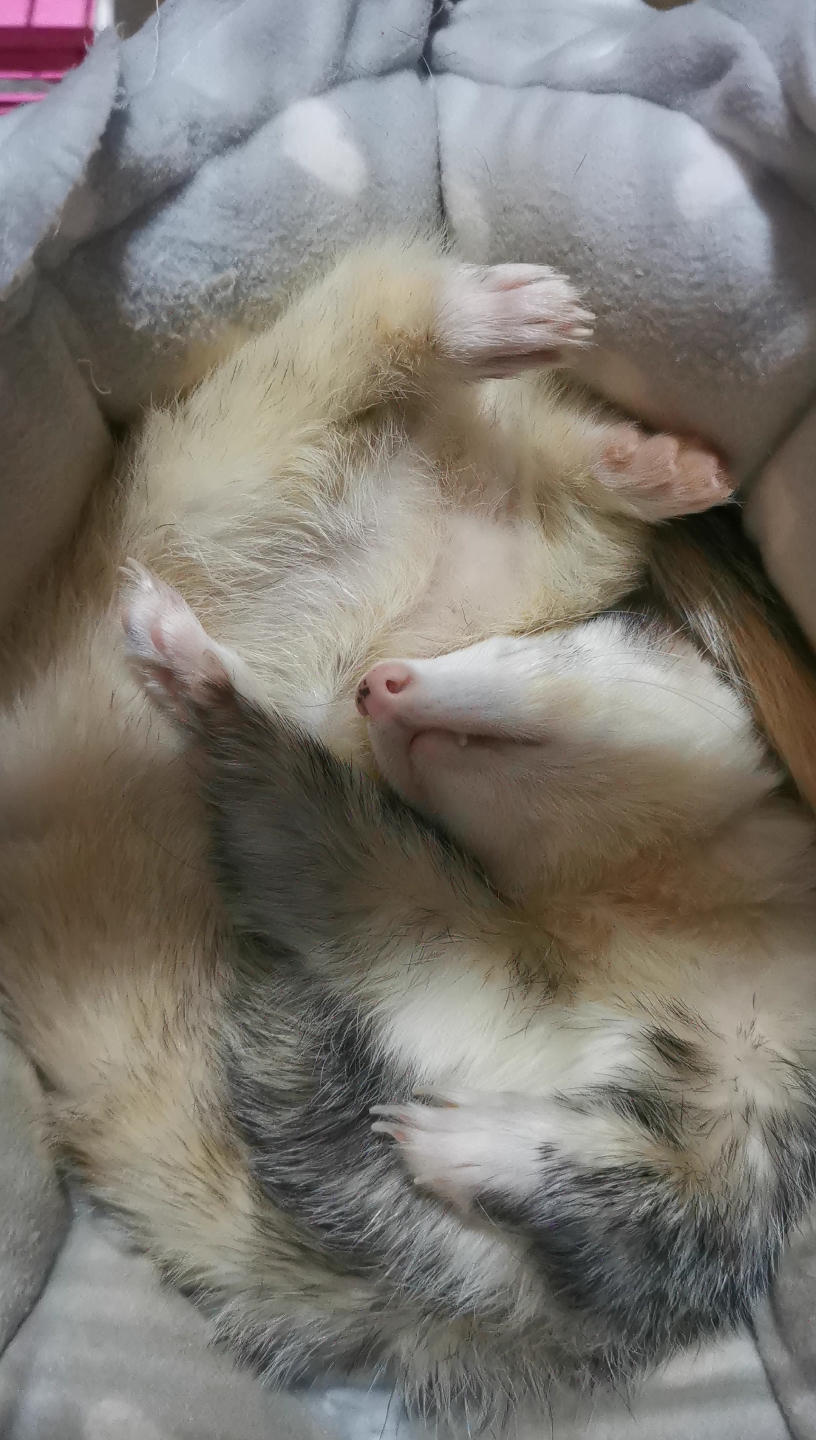 雪貂浪费30秒看雪貂睡觉