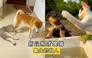 Descargar video: 那些欺负猫咪的狗子，所以狗才是猫最大的敌人