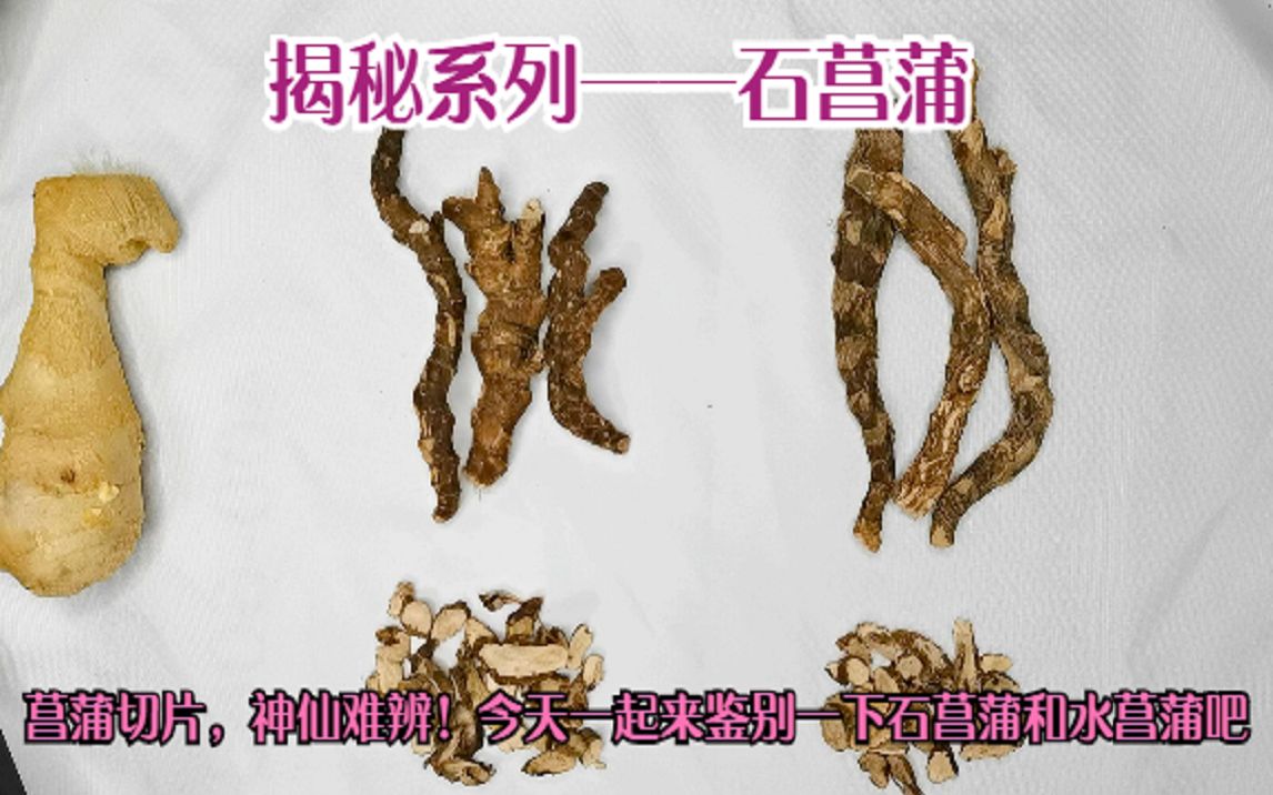 [图]揭秘系列——石菖蒲：俗话说菖蒲切片，神仙难辨！今天一起来鉴别一下石菖蒲和水菖蒲。