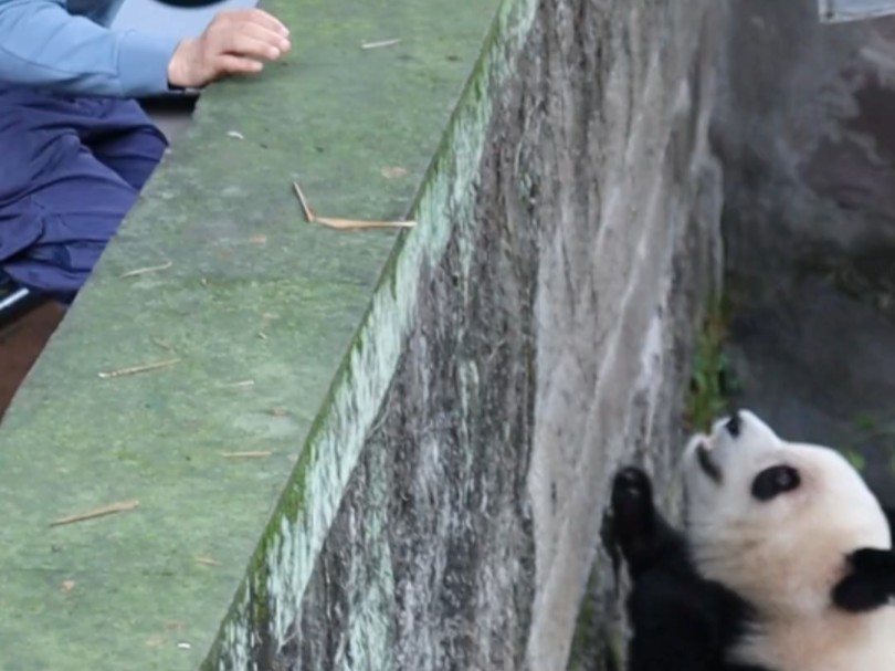 外公看到爱姐不吃竹子满院子焦虑地跑很心疼,把爱姐喊了过来,爱姐站起来向外公撒娇要果果哔哩哔哩bilibili