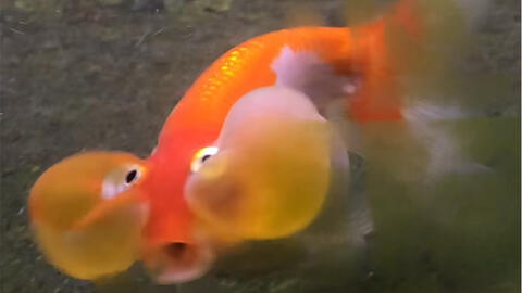 P8fswuwiolkz2m P8fswuwiolkz2m