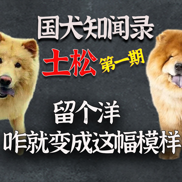 松狮犬 熊型 松狮犬介绍图片 抖音