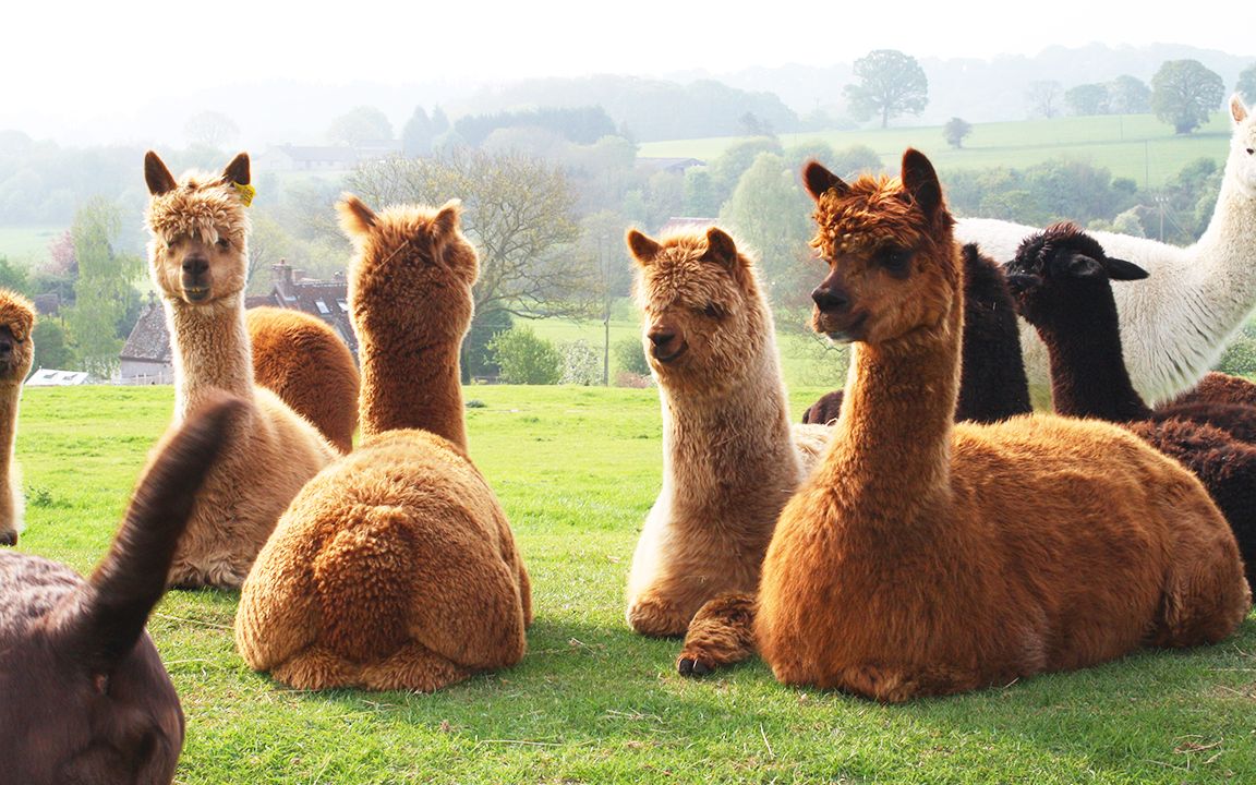 中国网红草泥马成该国赚钱利器,做完面料还能烤着吃!