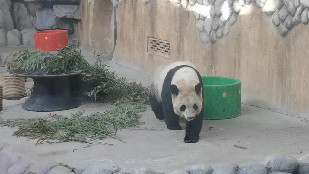 [图]伸懒腰表情包大熊猫星繁长大啦