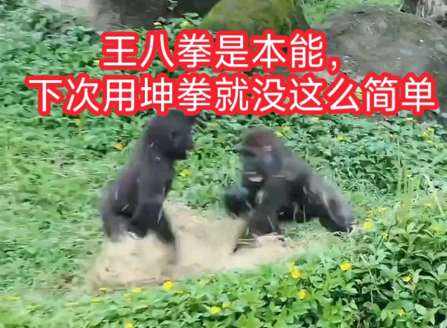 我就说小时候打架王八拳是本能,原来动物也是啊