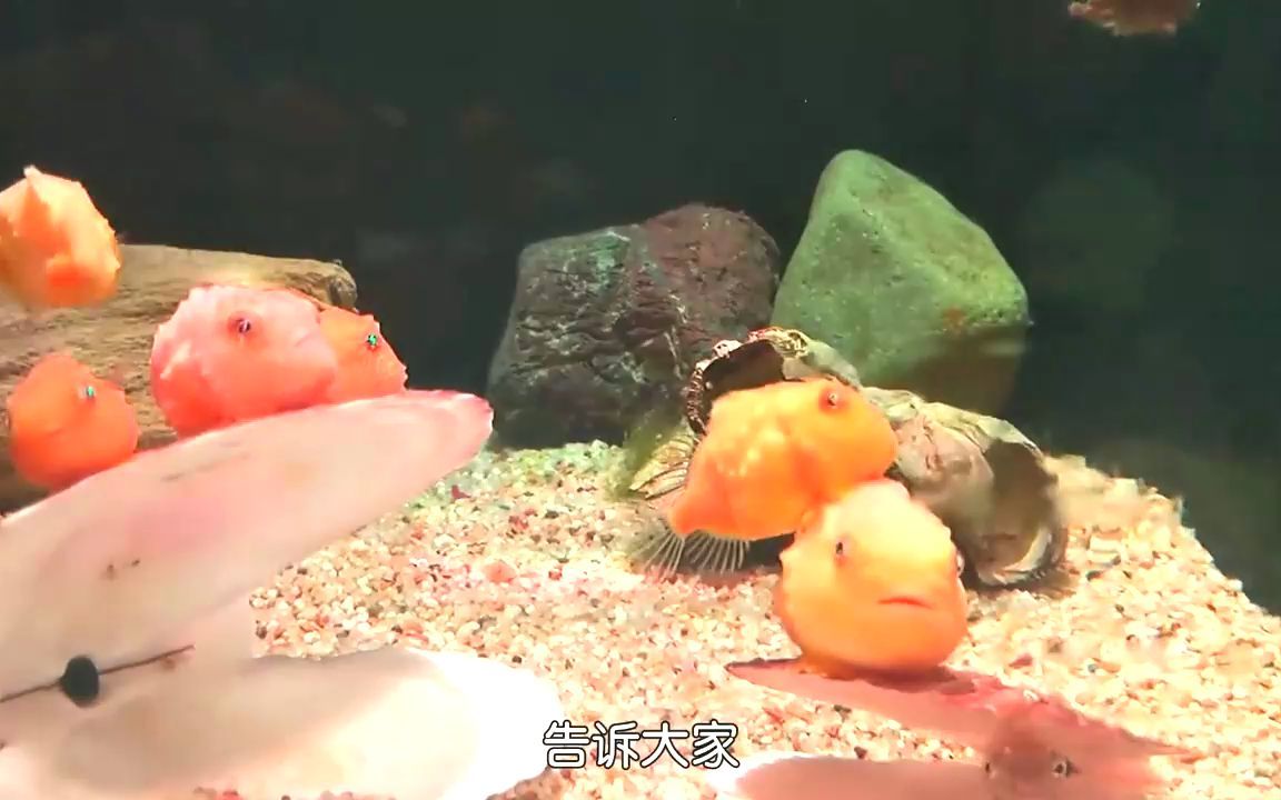 [图]小时候呆萌可爱，长大后丑的千奇百怪 #海洋生物 #万物皆有灵性 #奇妙的动物