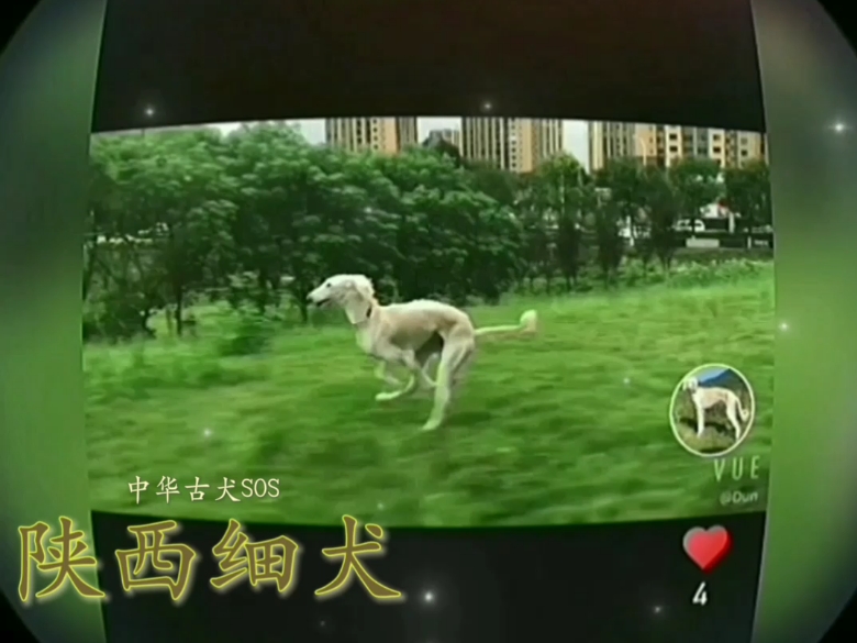 陕西细犬 历史悠久的优秀视觉竞速猎犬哔哩哔哩bilibili