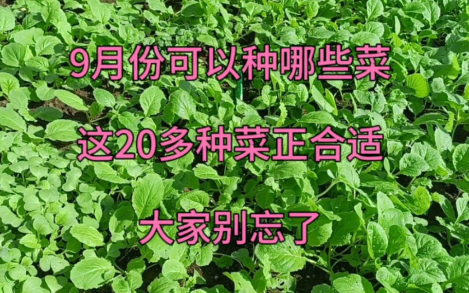 九月份可以种哪些菜?这20多种菜正合适,大家别忘了哔哩哔哩bilibili