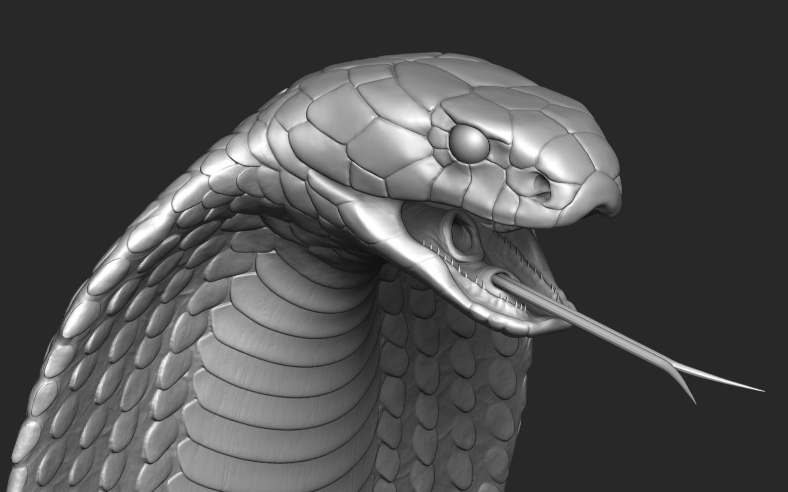 zbrush眼镜王蛇动物雕刻参考资料,zbrush雕刻资料