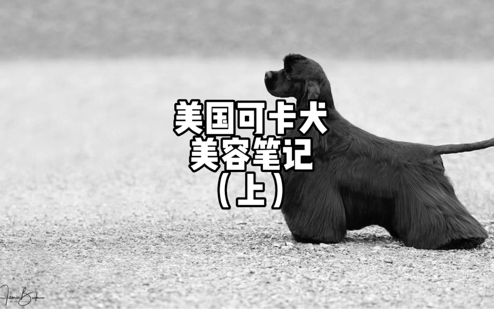 三分钟学习小众犬种,美国可卡犬修剪方法哔哩哔哩bilibili