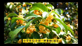 下载视频: 小学作文：介绍一种事物，桂花