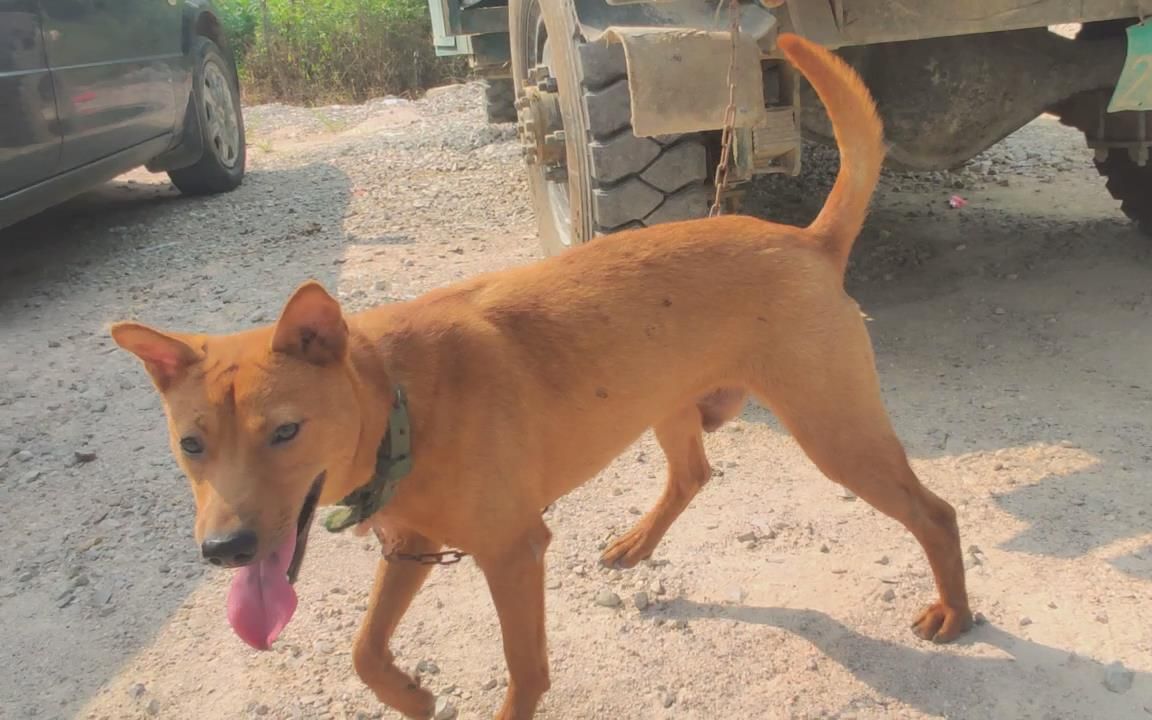 全身金黄色小土狗,差点买回家给小黄做老公狗