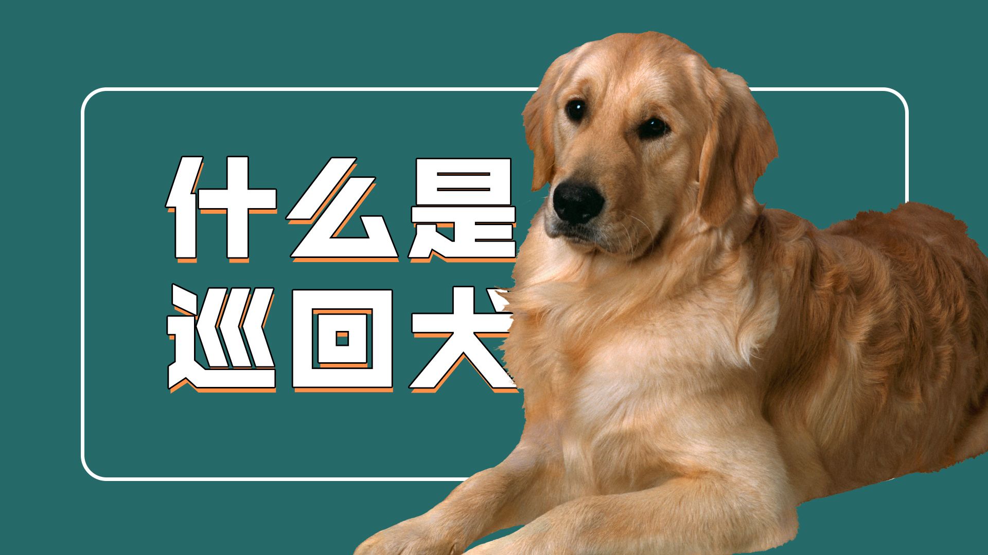 都说金毛巡回犬,你知道什么是巡回犬吗?哔哩哔哩bilibili