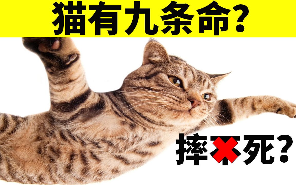 [图]猫从30层高楼摔下来不会死？別再误信谣言了！