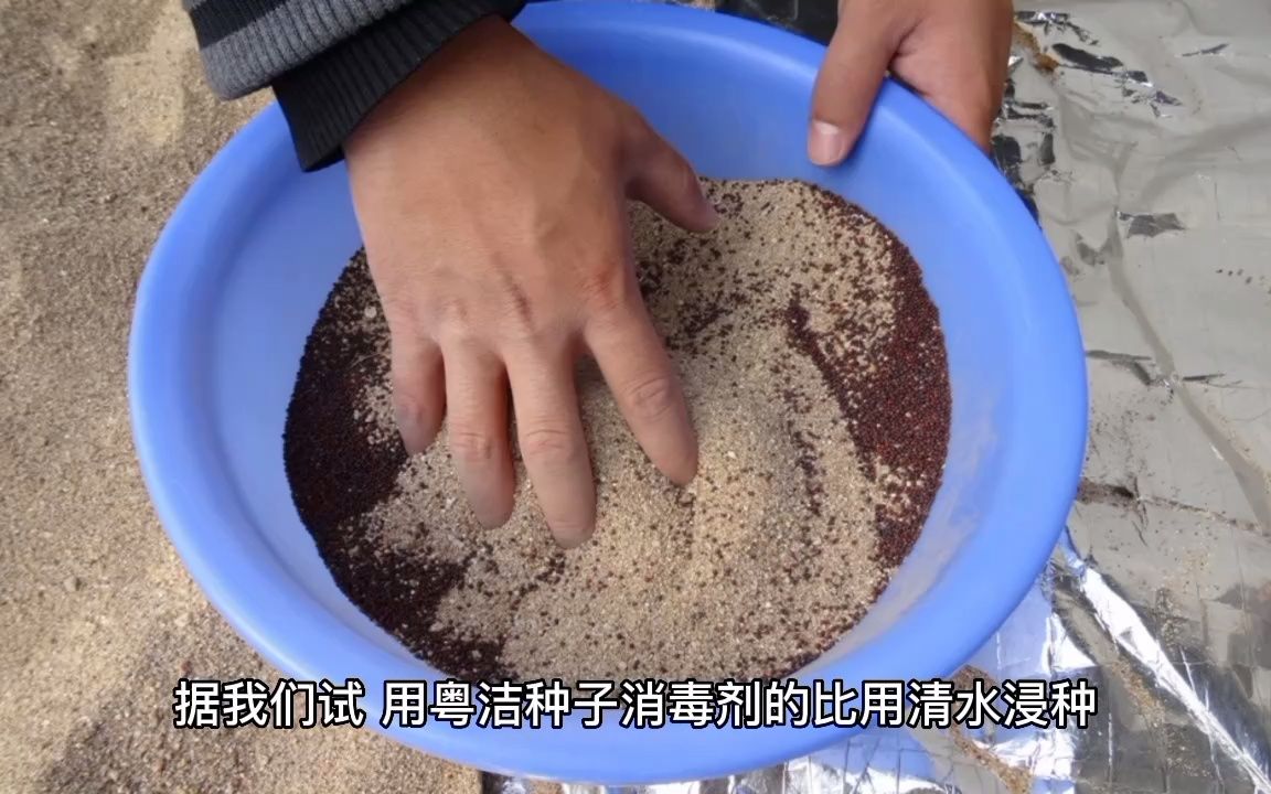 种子消毒剂有哪些?种子消毒剂的使用方法