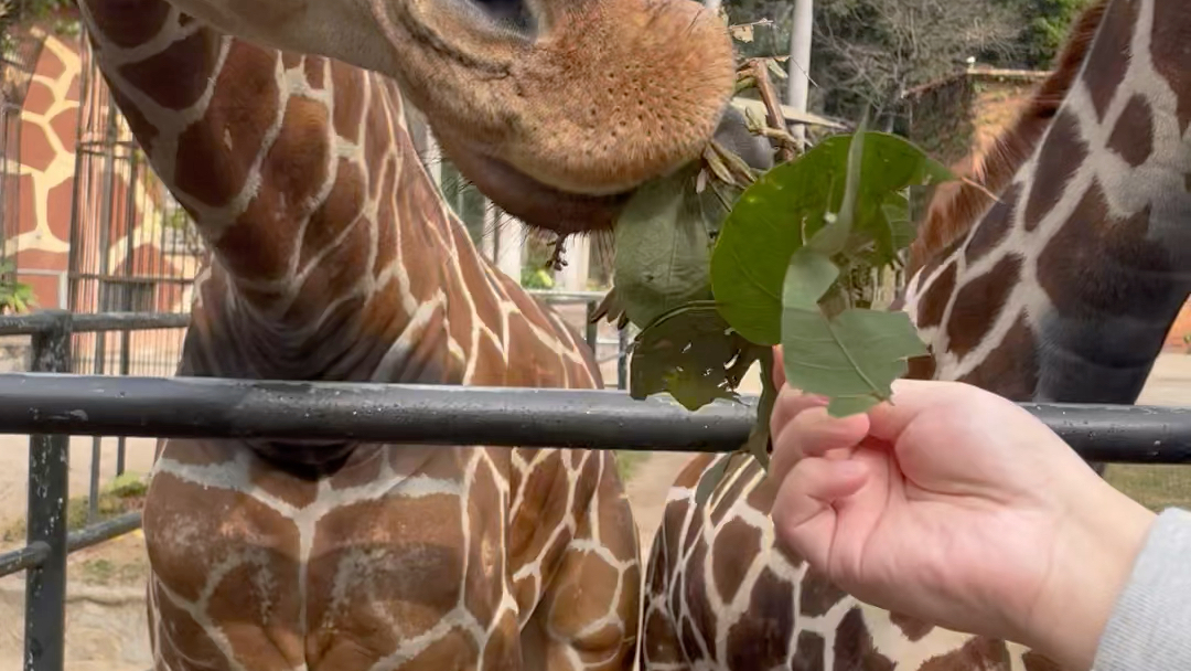 第一次喂长颈鹿00边个知我有多开心