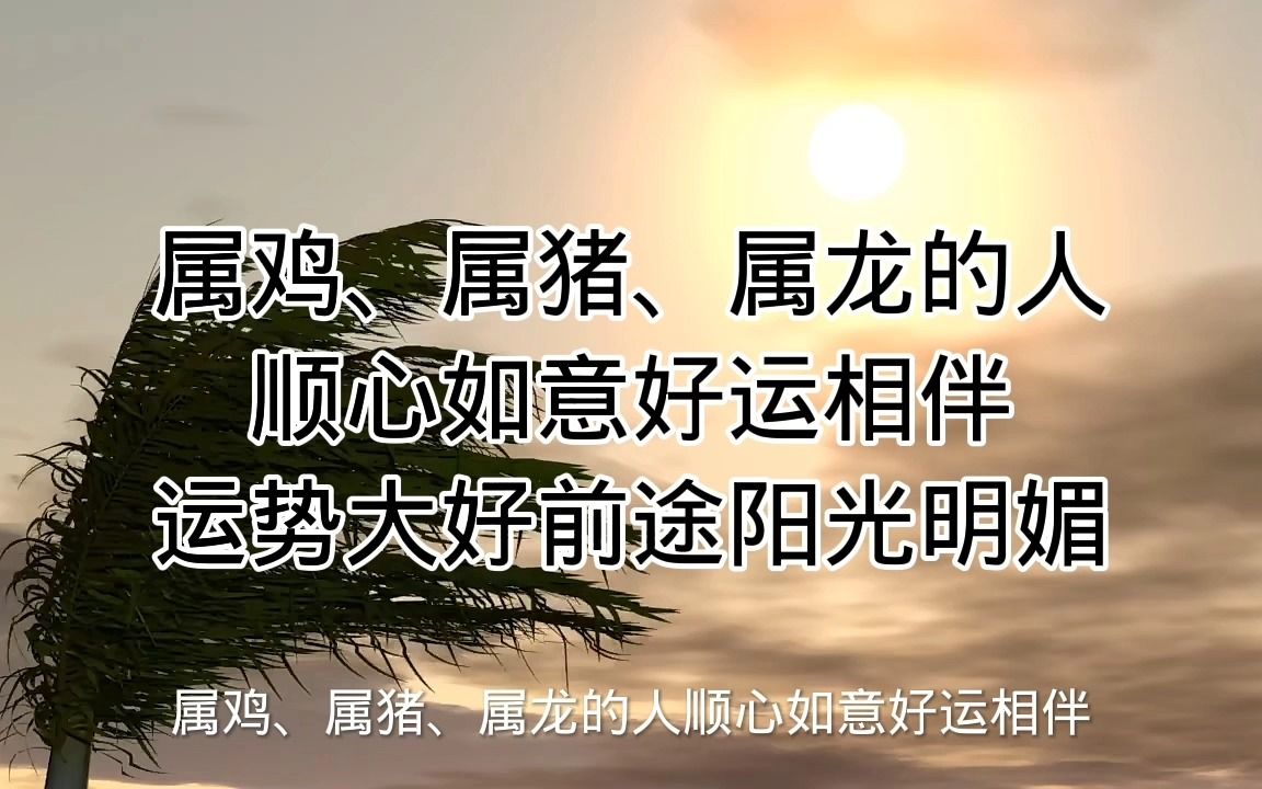 属鸡、属猪、属龙的人顺心如意好运相伴,运势大好前途阳光明媚哔哩哔哩bilibili