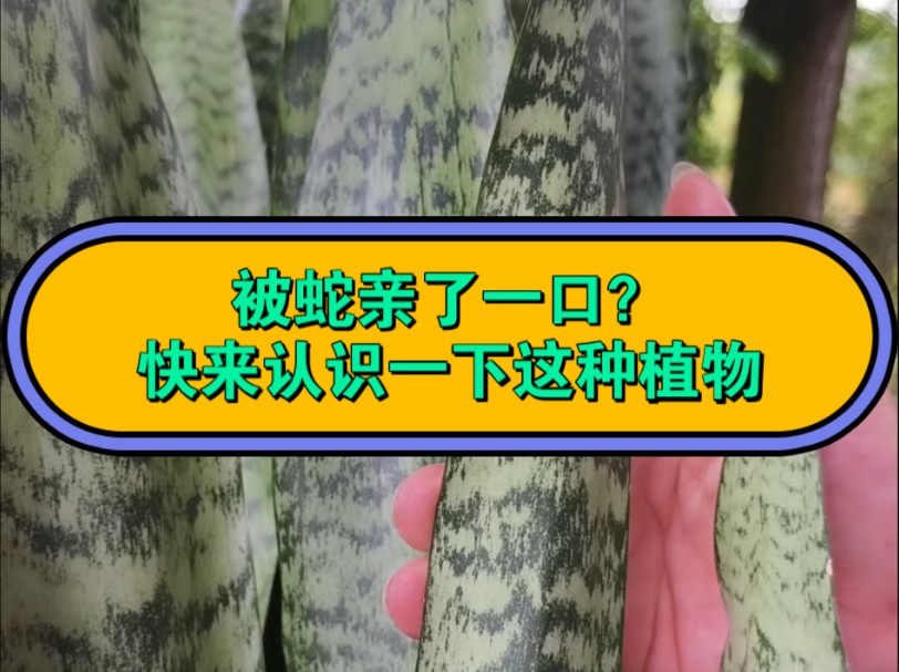 虎尾兰被蛇亲上一口,或在野外不小心摔了一跤,快来认识这种植物哔哩哔哩bilibili