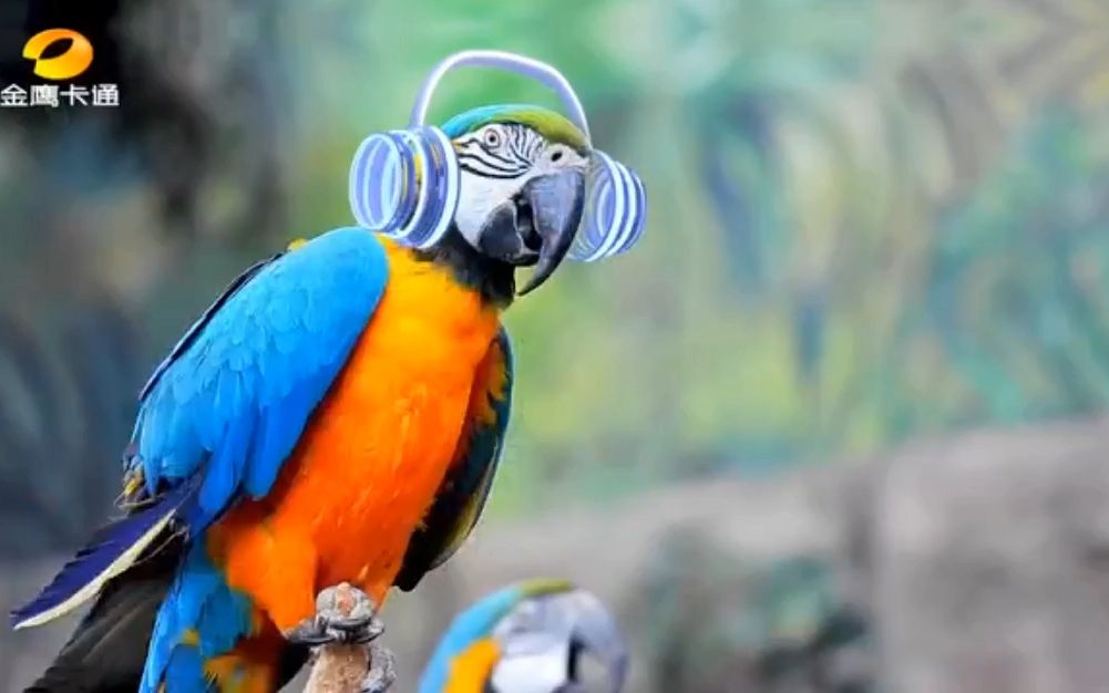 金鹰卡通2023台呼(《找到你的声音》首播预告——动物说话篇)