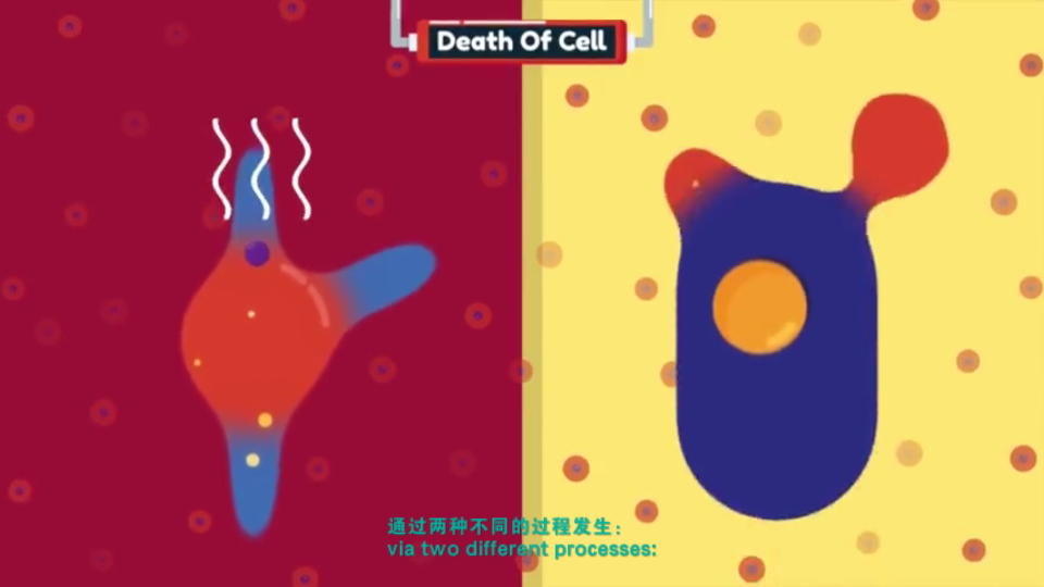 [图]CD3.Necrosis&Apoptosis坏死与凋亡|油管搬运