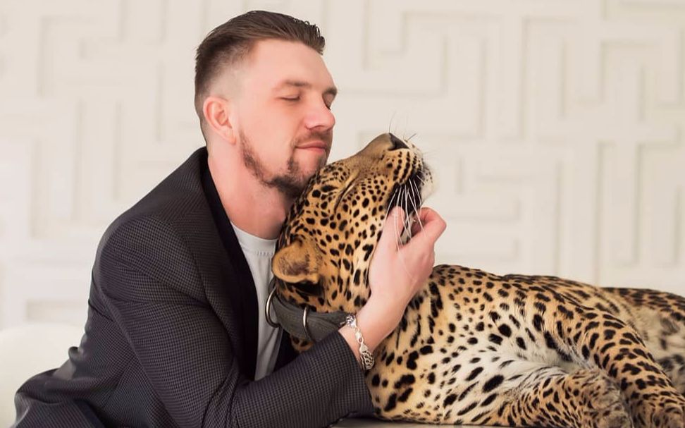 活动  花豹凯撒对爸爸的温柔