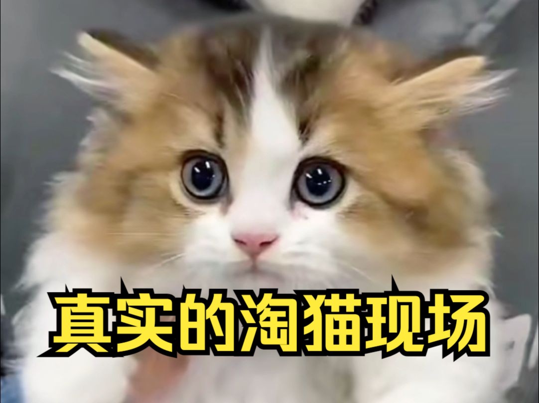 带你们看看真实的淘猫哔哩哔哩bilibili