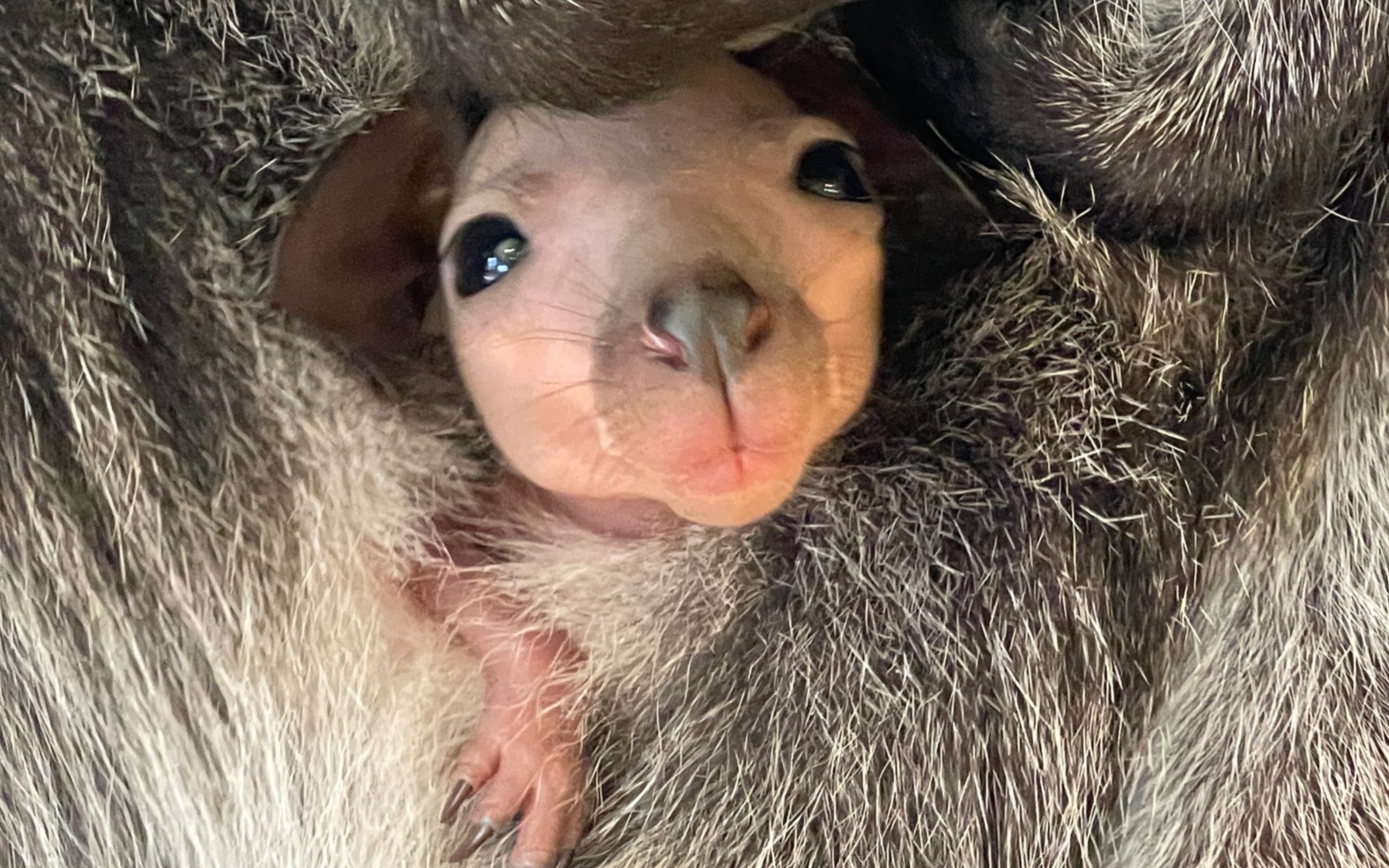 刚出生的袋鼠幼崽图片图片