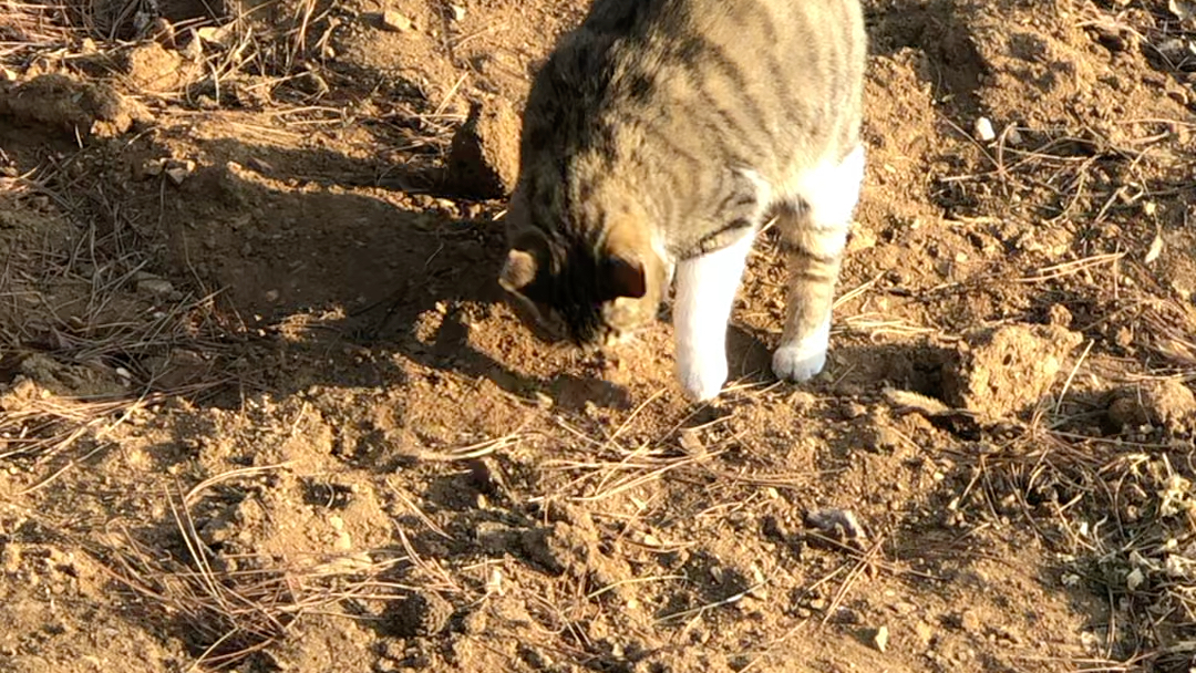 猫咪埋屎图片