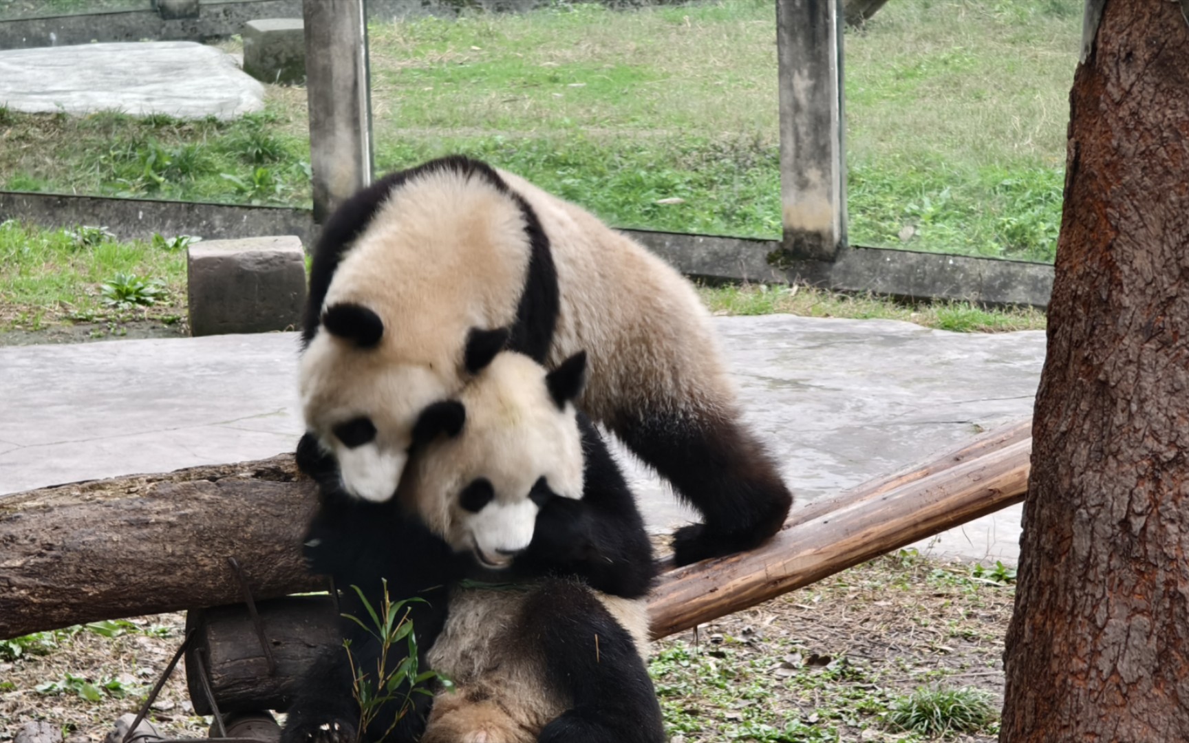 重庆动物园 可爱的渝可渝爱俩兄妹2024.1.11