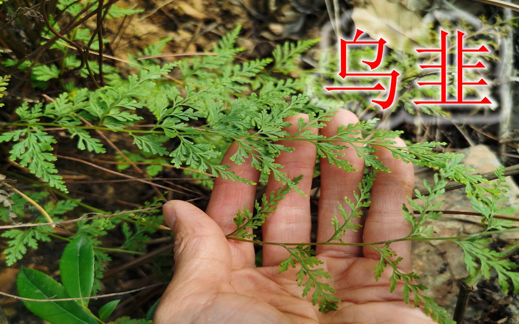 2分钟了解下"乌韭"植物,它有什么用途与价值,遇见莫不认识
