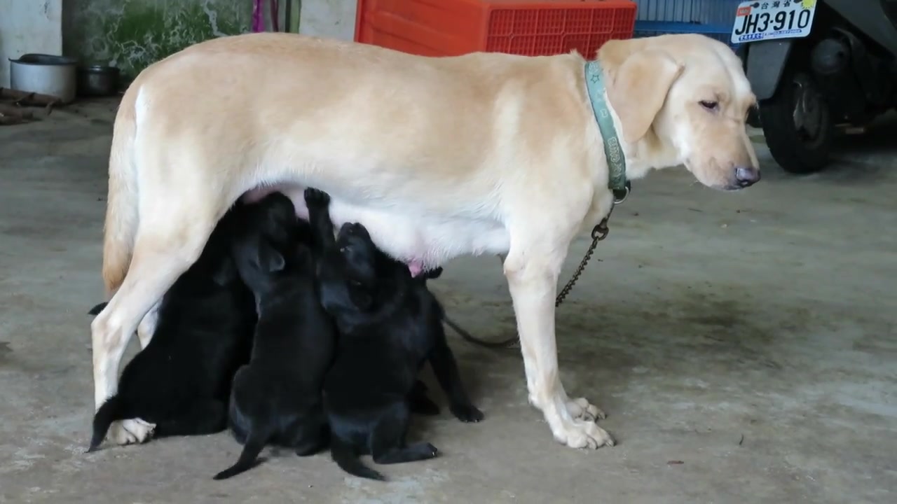 英雄母亲的日常,实拍金毛给黑色宝宝喂奶,背景大亮o(∩_∩)o哈哈