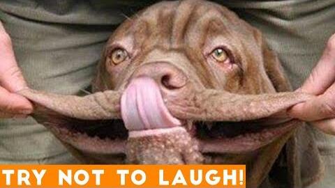 Try not to best sale laugh funny animal videos