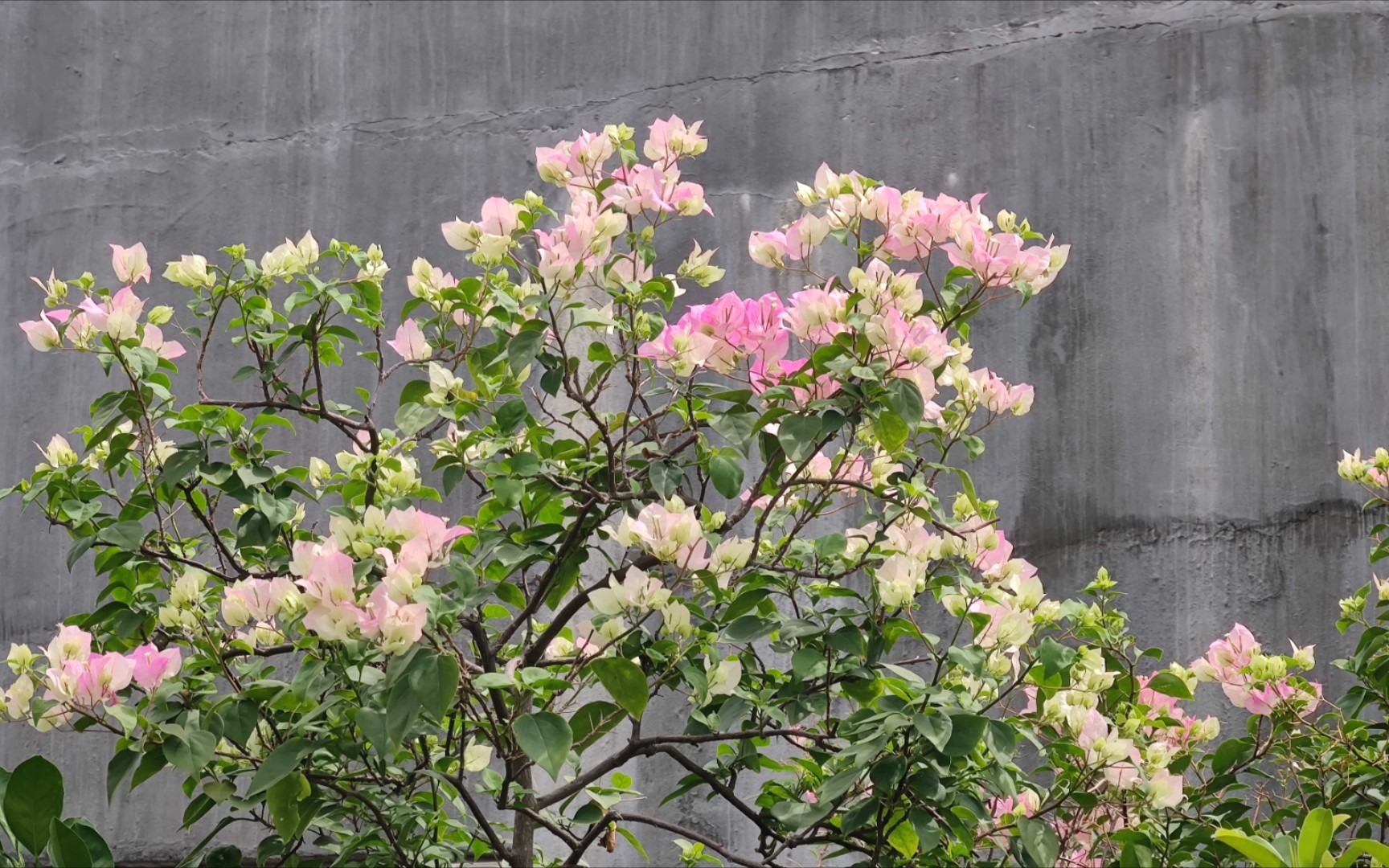 活动作品三角梅树形