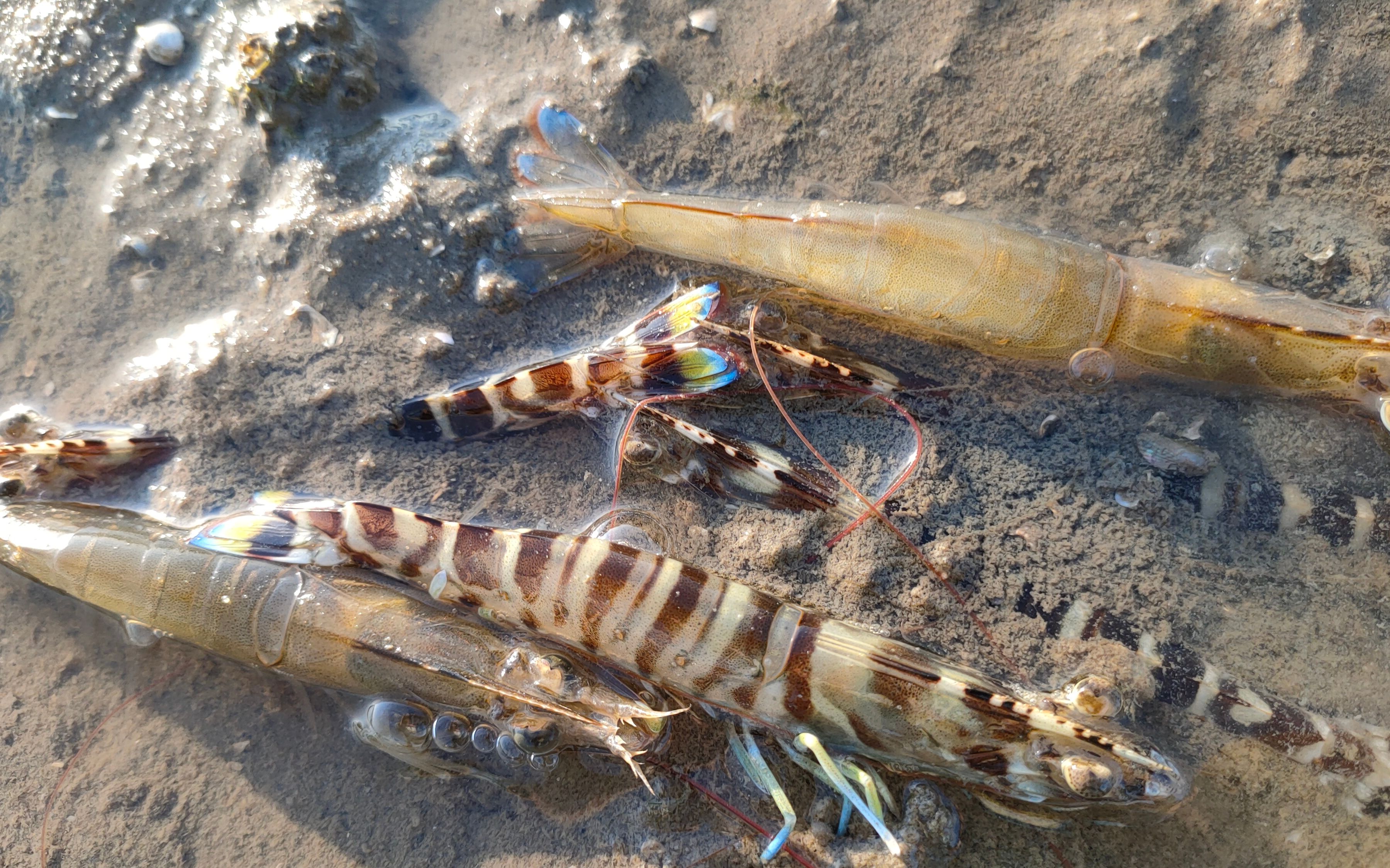 退潮后沙滩海鲜泛滥,阿富赶海发现大虾群,还有密密麻麻的海螺