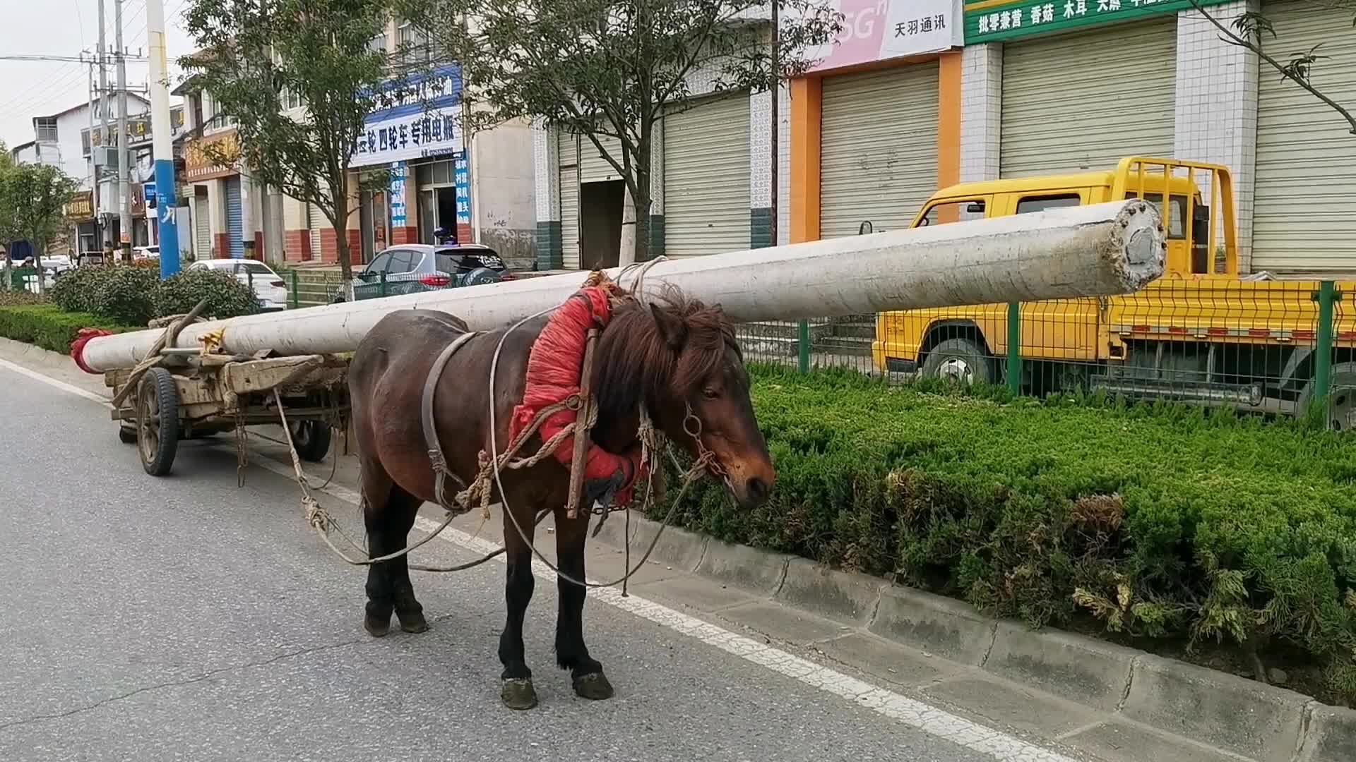 汉中矮马拉水泥电线杆12米长1吨2,动力强劲,穿越市区汽车用不上哔哩哔哩bilibili