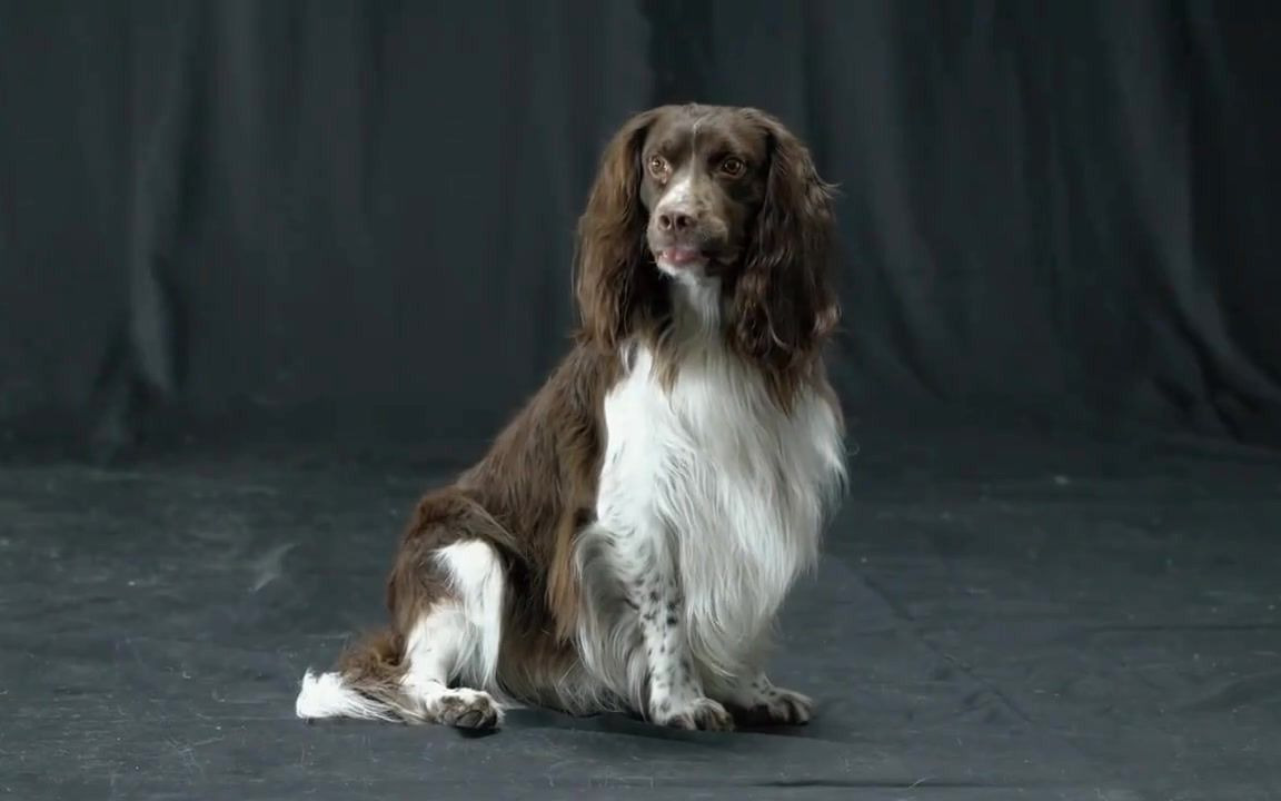 颜值出众的多面手史宾格