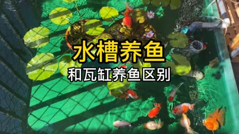 金鱼 阳台小水槽也可以水清石绿莲叶碧 哔哩哔哩 Bilibili