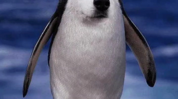 狗企鹅表情包图片