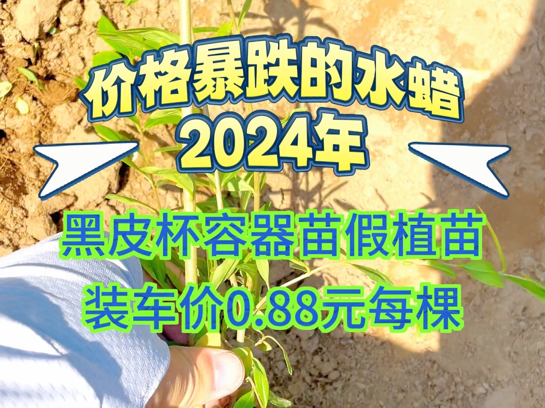 价格暴跌后的水蜡,2024年水蜡行情有可能上涨吗?哔哩哔哩bilibili