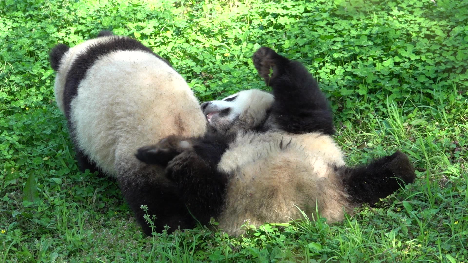 【大熊猫】珍不高兴和玉垒一起在草地上翻滚