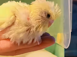 养鹦鹉的偏门冷知识