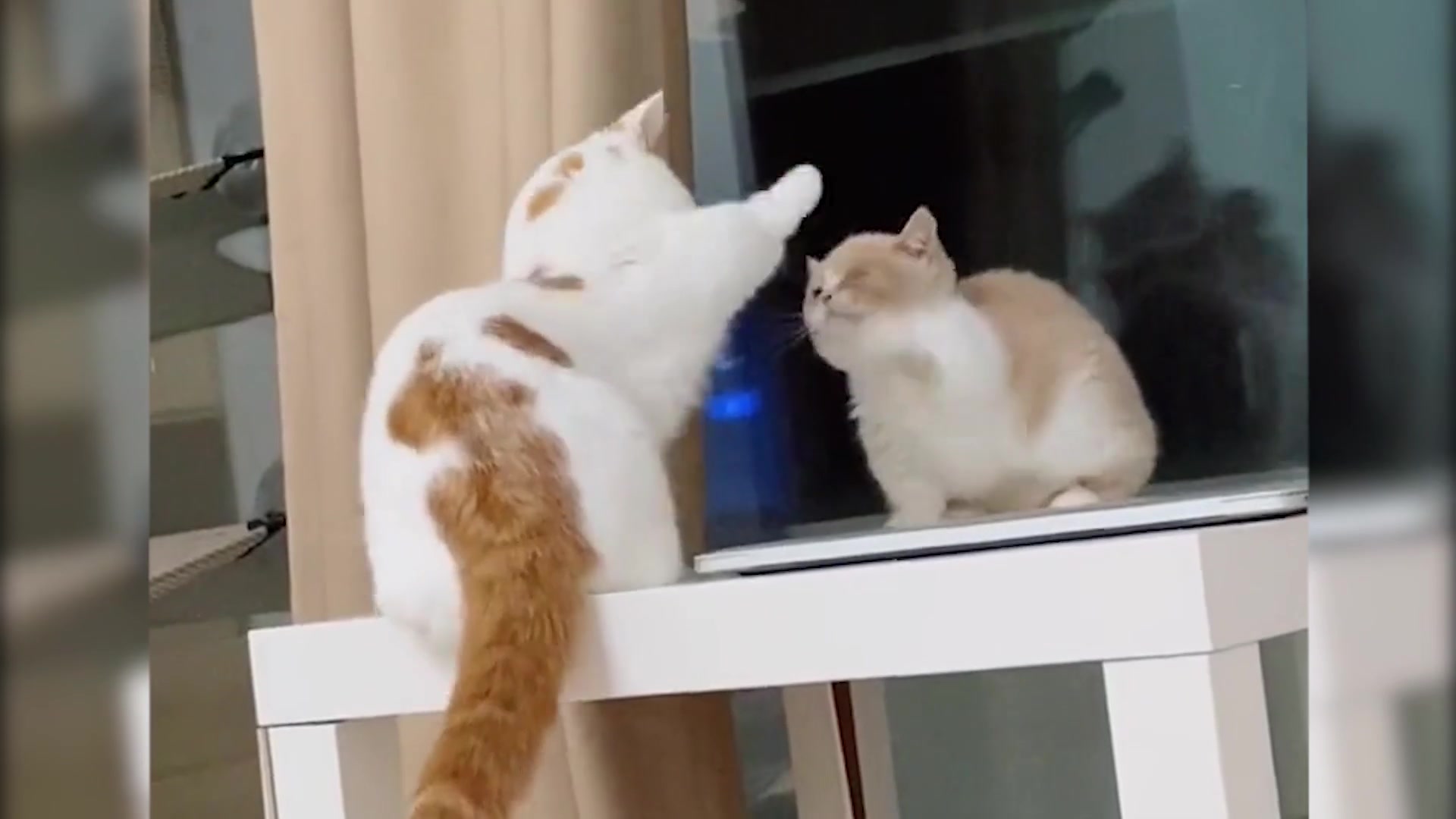 当音乐响起,猫咪拍手搞笑锦集,节奏感实在是太强了