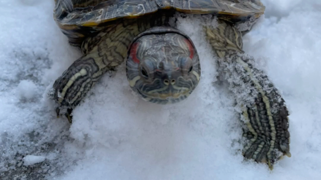 雪中龟